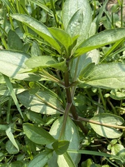 Epilobium parviflorum