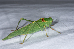 Microcentrum californicum