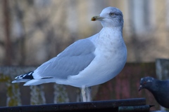 Larus argentatus