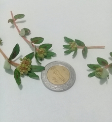 Euphorbia nocens