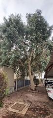 Eucalyptus camaldulensis