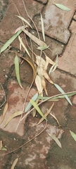 Eucalyptus camaldulensis