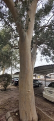 Eucalyptus camaldulensis