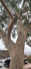 Eucalyptus camaldulensis