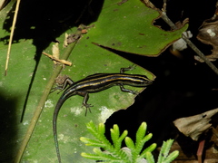 Emoia caeruleocauda