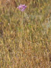 Allium rubellum