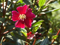 Andesanthus lepidotus