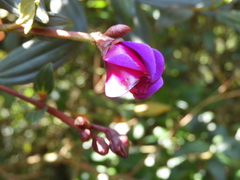 Andesanthus lepidotus