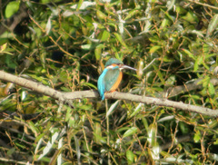Alcedo atthis bengalensis