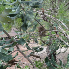 Banksia dentata