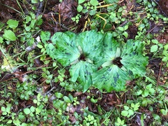 Trillium kurabayashii