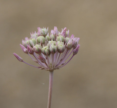 Allium rubellum