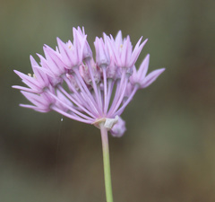 Allium rubellum