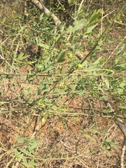 Maerua juncea crustata