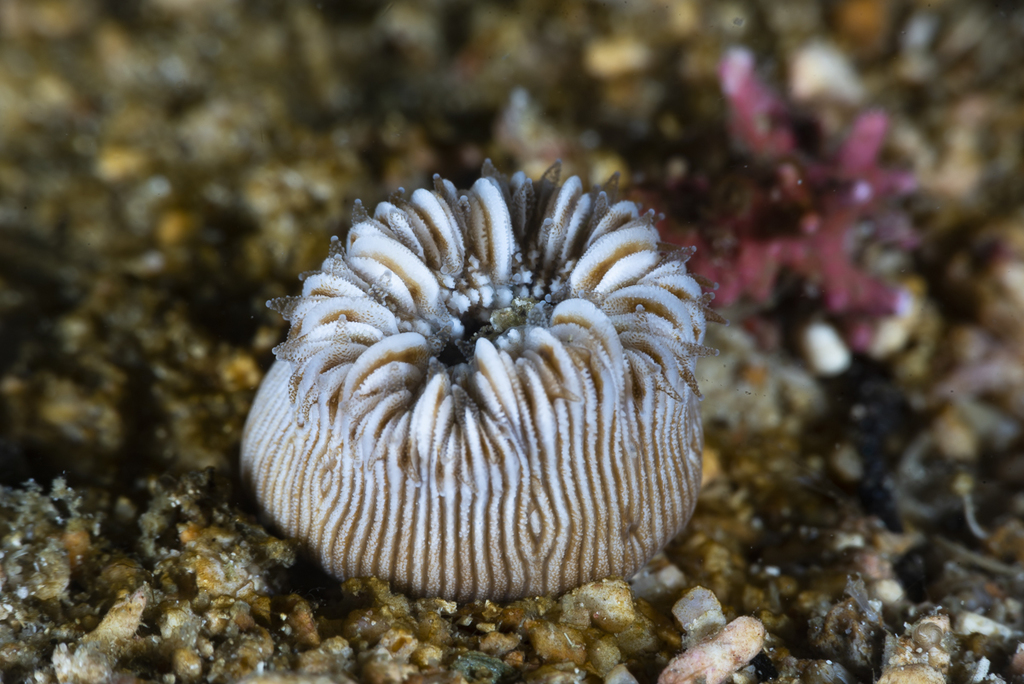 Heterocyathus aequicostatus