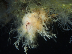 Dendronotus