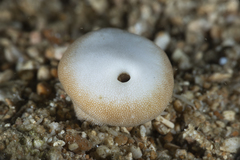 Heteropsammia cochlea