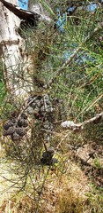 Allocasuarina muelleriana