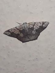 Nematocampa completa