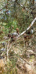 Allocasuarina muelleriana
