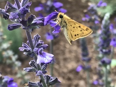 Hylephila phyleus