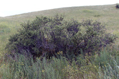 Rhamnus erythroxyloides