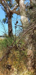 Allocasuarina muelleriana