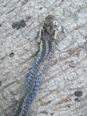 Dendrelaphis formosus