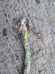 Dendrelaphis formosus