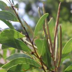 Acacia calyculata