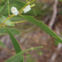 Acacia calyculata