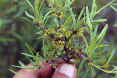 Rhamnus erythroxyloides
