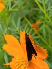 Ancistroides nigrita