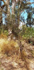 Allocasuarina muelleriana
