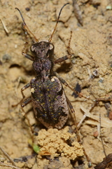 Neocicindela parryi