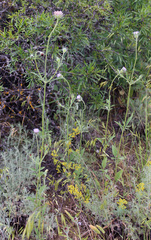 Pterocephalus plumosus