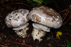Catathelasma ventricosum