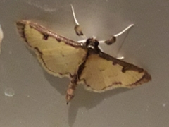 Goniorhynchus salaconalis