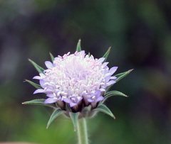 Pterocephalus plumosus