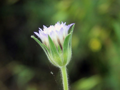 Pterocephalus plumosus