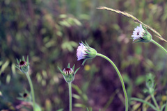 Pterocephalus plumosus