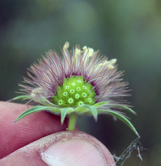 Pterocephalus plumosus