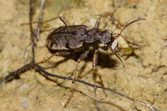 Neocicindela parryi