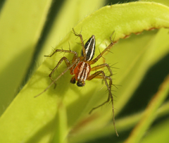 Oxyopes elegans