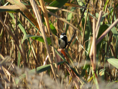 Parus minor