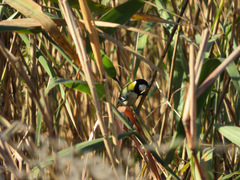 Parus minor