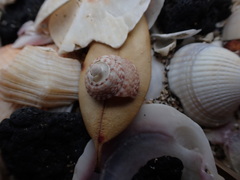 Coelotrochus tiaratus