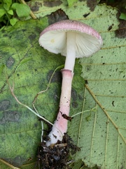 Leucoagaricus roseilividus