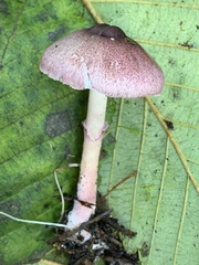 Leucoagaricus roseilividus