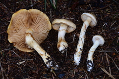 Phlegmacium patrickense